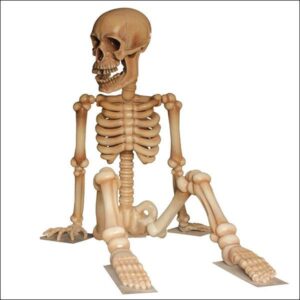 Skeleton
