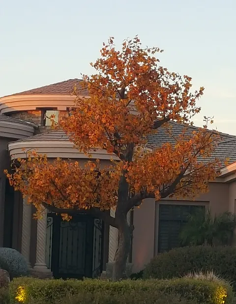 Autumn Yellow Maple - Image 13