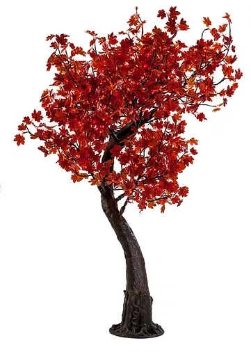 Red Maple - Image 5