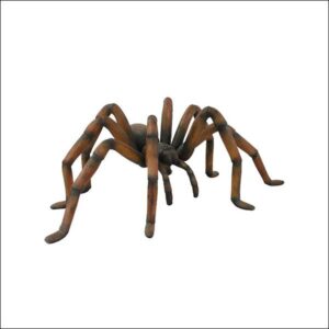 Recluse Brown Spider