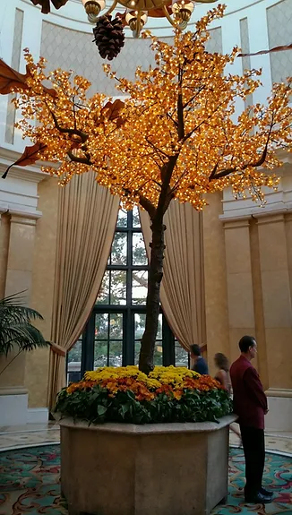 Autumn Yellow Maple - Image 14