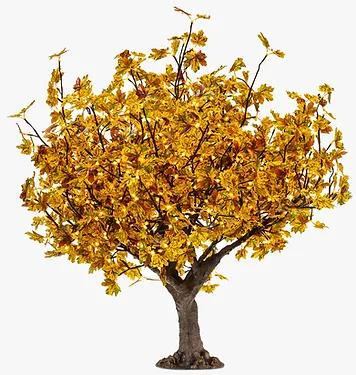 Autumn Yellow Maple - Image 4