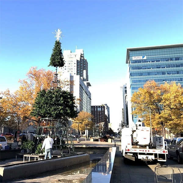 Grow Your Carolina Tower Tree
