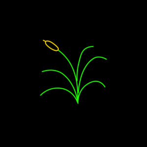 CATTAILS