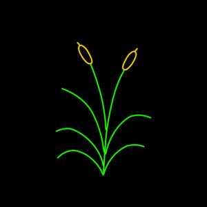 CATTAILS