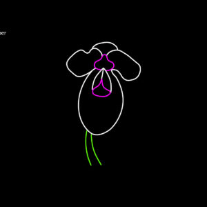 LADY’S SLIPPER