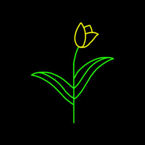 TULIP - 4' X 4'