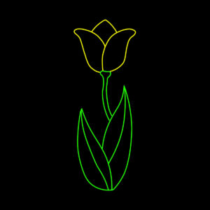 TULIP - 3' X 9'