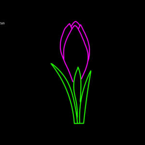 CLOSED CROCUS