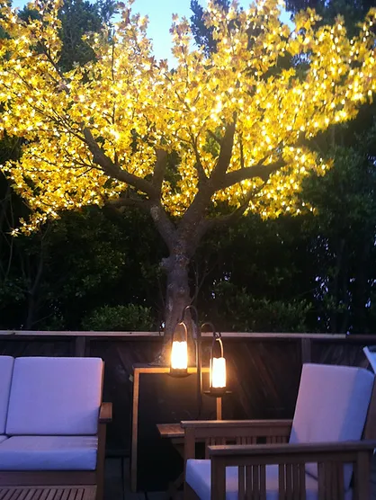 Autumn Yellow Maple - Image 11