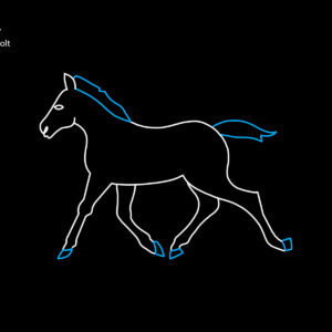 RUNNING COLT
