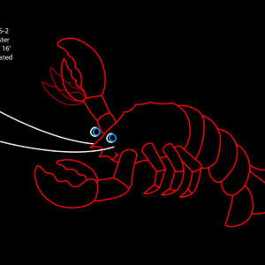 LOBSTER (animated)